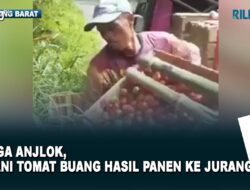 Harga Anjlok, Petani Tomat Buang Hasil Panen ke Jurang