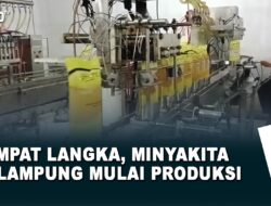 Sempat Langka, Minyakita di Lampung Mulai Produksi