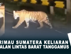 Harimau Sumatera Keliaran di Jalan Lintas Barat Tanggamus