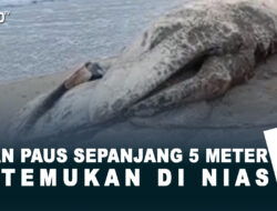 Ikan Paus Sepanjang 5 Meter Ditemukan Di Nias