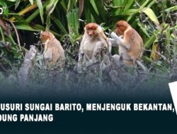 Menyusuri Sungai Barito, Menjenguk Bekantan, Si Hidung Panjang