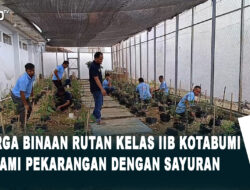 Warga Binaan Rutan Kelas II B Kotabumi Tanami Pekarangan Dengan Sayuran