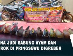 Arena Judi Sabung Ayam dan Koprok di Pringsewu Digrebek