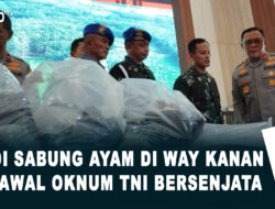 Judi Sabung Ayam di Way Kanan dikawal oknum TNI bersenjata