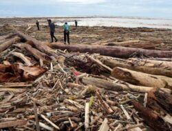 Kemenhut Sebut Kayu Gelongongan di Banjir Sumatera Tidak Hanya Satu Jenis