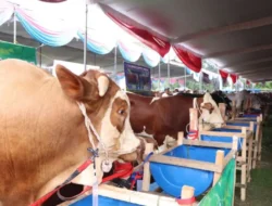Tondi Nasution Sosialisasikan Perda Lalu Lintas Ternak, Perkuat Perlindungan Peternak Lokal